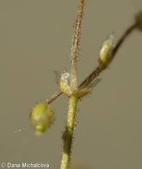 Attēlu rezultāti vaicājumam “Cerastium semidecandrum leaf”