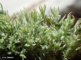 Attēlu rezultāti vaicājumam “Saelania glaucescens”