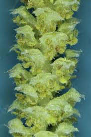 Attēlu rezultāti vaicājumam “Corylus avellana female flower”