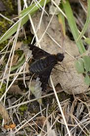 Attēlu rezultāti vaicājumam “Hemipenthes morio”