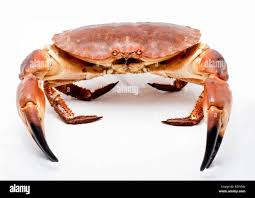 Image result for Cancer pagurus