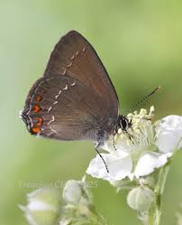 Attēlu rezultāti vaicājumam “Satyrium ilicis underside”