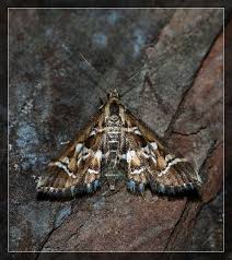 Attēlu rezultāti vaicājumam “Diasemia reticularis”