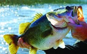 Image result for Prospect Angling Club