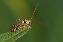 Attēlu rezultāti vaicājumam “Rhabdomiris striatellus”