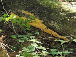 Attēlu rezultāti vaicājumam “Pycnoporellus alboluteus”