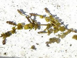 Attēlu rezultāti vaicājumam “Potamogeton perfoliatus flower”