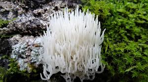 Attēlu rezultāti vaicājumam “Lentaria epichnoa”