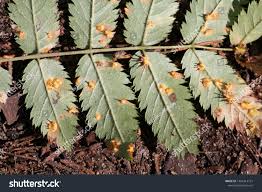 Attēlu rezultāti vaicājumam “Gymnosporangium cornutum”