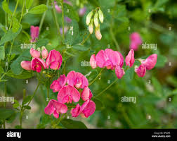 Attēlu rezultāti vaicājumam “Lathyrus tuberosus bud”