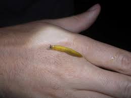 Attēlu rezultāti vaicājumam “Malacolimax tenellus”