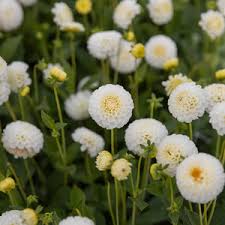 Image result for Dahlia `Snowflake`