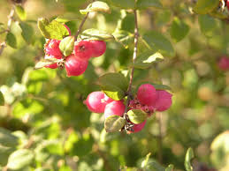 Attēlu rezultāti vaicājumam “Symphoricarpos x chenaultii”