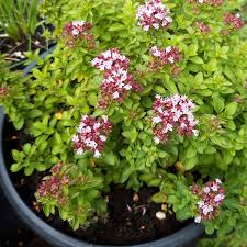 Attēlu rezultāti vaicājumam “Origanum vulgare”