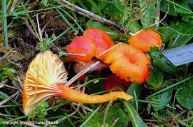 Attēlu rezultāti vaicājumam “Hygrocybe cantharellus”