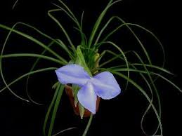 Image result for tillandsia umbellata