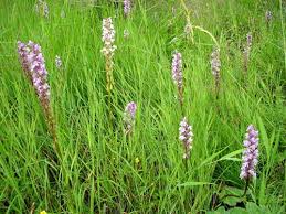 Attēlu rezultāti vaicājumam “Gymnadenia conopsea fruit”