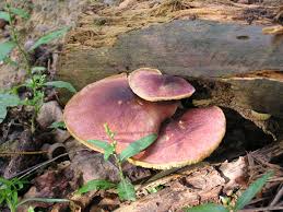 Attēlu rezultāti vaicājumam “Tricholomopsis rutilans”