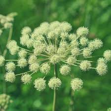 Image result for Angelica archangelica