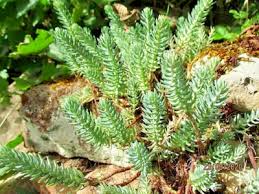 Attēlu rezultāti vaicājumam “Sedum rupestre”