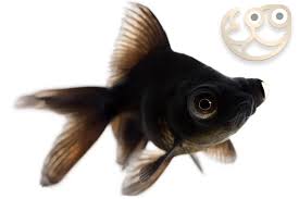 Attēlu rezultāti vaicājumam “Carassius auratus”