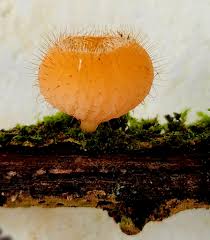 Attēlu rezultāti vaicājumam “Willkommlangea reticulata spores”