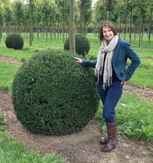 Attēlu rezultāti vaicājumam “Buxus sempervirens”