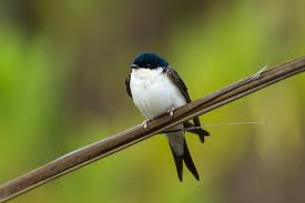 Attēlu rezultāti vaicājumam “Delichon urbicum”