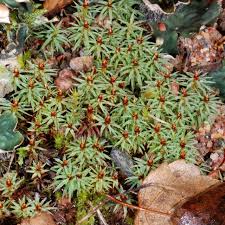 Attēlu rezultāti vaicājumam “Pogonatum urnigerum”