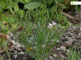 Attēlu rezultāti vaicājumam “Gypsophila muralis fruit”