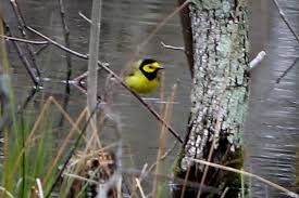 Image result for Wilsonia citrina