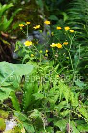 Attēlu rezultāti vaicājumam “Ranunculus lanuginosus bud”