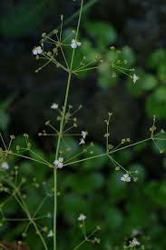 Attēlu rezultāti vaicājumam “Alisma lanceolatum leaf”