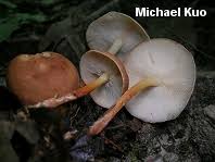 Attēlu rezultāti vaicājumam “Collybia sp.”