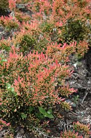 Attēlu rezultāti vaicājumam “Calluna vulgaris fruit”