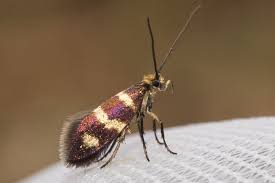 Attēlu rezultāti vaicājumam “Micropterix aureatella”