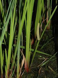 Attēlu rezultāti vaicājumam “Acoraceae”