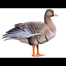 Attēlu rezultāti vaicājumam “Anser albifrons adult”