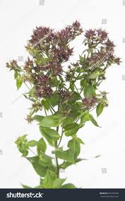 Image result for Phlox paniculata `Sweet Summer`