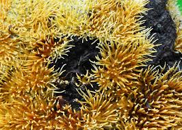 Attēlu rezultāti vaicājumam “Elmerina caryae”