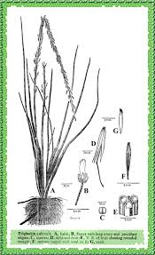 Attēlu rezultāti vaicājumam “Juncaginaceae”