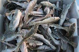 Image result for Microgadus tomcod