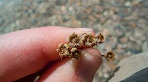 Attēlu rezultāti vaicājumam “Amelanchier spicata fruit”