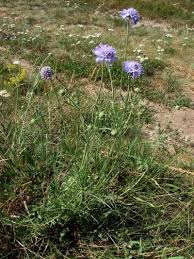 Image result for Scabiosa canescens