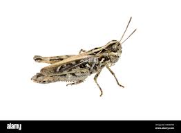 Attēlu rezultāti vaicājumam “Myrmeleotettix maculatus”