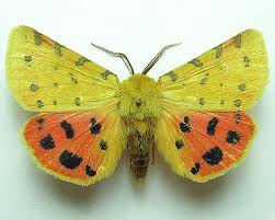 Attēlu rezultāti vaicājumam “Rhyparia purpurata”