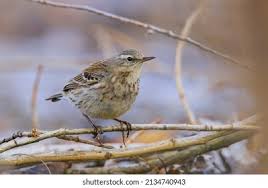 Image result for Anthus spinoletta
