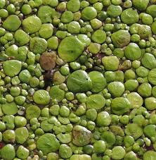 Attēlu rezultāti vaicājumam “Spirodela polyrhiza”