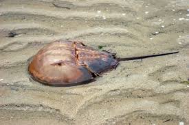 Image result for Limulus polyphemus