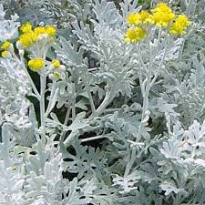 Image result for Cineraria maritima
